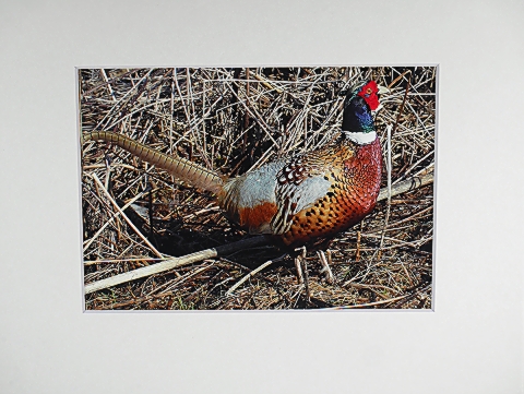 Pheasant Rooster.jpg